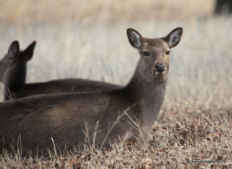 Fallow Deer, Woolaroc, Osage Co, OK, 3-14-15, Jp_24698.jpg