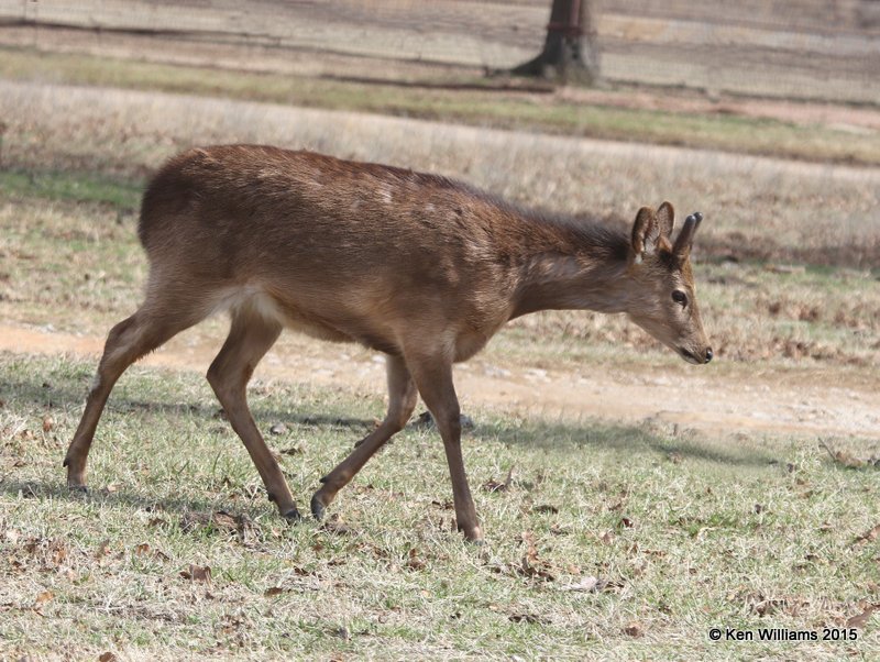 Fallow Deer, Woolaroc, Osage Co, OK, 3-14-15, Jpa_24713.jpg