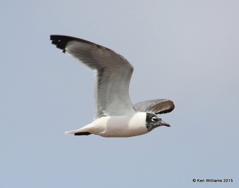 Franklin's Gull 1st cycle, Lake Hefner, Oklahoma Co, OK, 3-27-15, Jp_25309.jpg