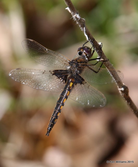 Mantled Baskettail, Rogers Co, OK, 4-10-15, Jp_26051.jpg