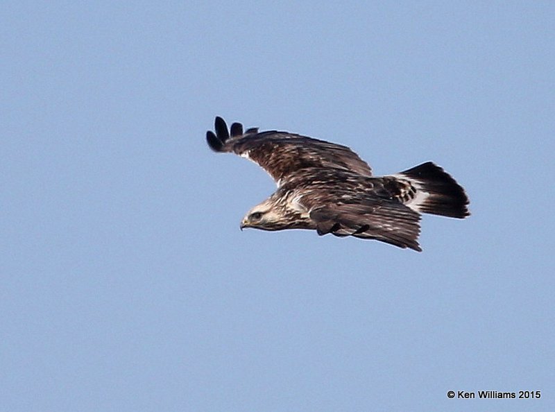 Rough-legged Hawk - light morph juvenile, Osage Co, OK, 1-23-15, Jp_3380.jpg