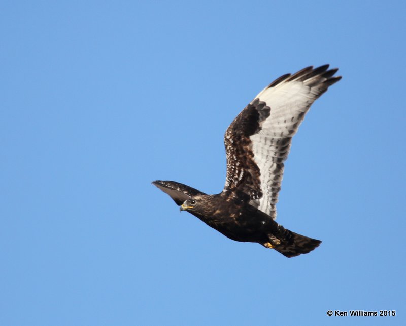 Rough-legged Hawk - dark morph brown type, Osage Co, OK, 1-23-15, Jp_3518.jpg