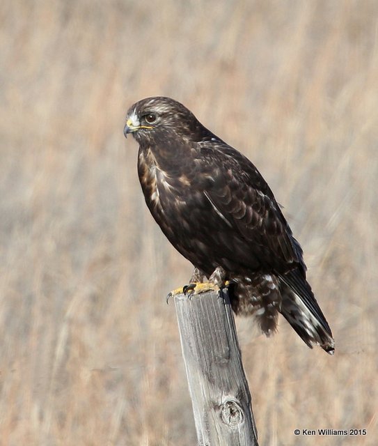 Rough-legged Hawk - dark morph brown type, Osage Co, OK, 1-23-15, Jpa8_3440.jpg