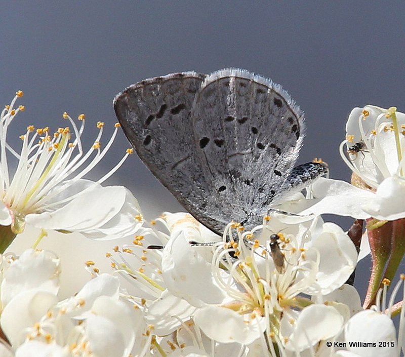 Spring Azure, Cherokee Co, OK, 3-30-15, J[_25451.jpg