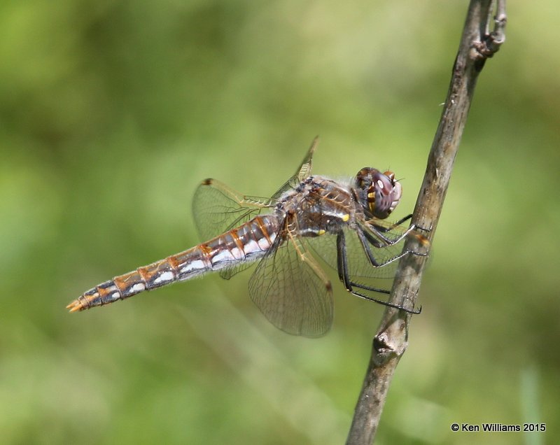 Variegated Meadowhawk female, Rogers Co, OK, 4-10-15, Jp_26217.jpg
