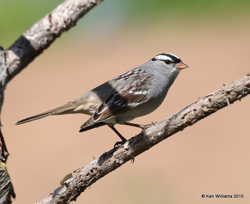 White-crowned Sparrow adult, Rogers Co yard, OK, 5-2-15, Jp_28231.jpg