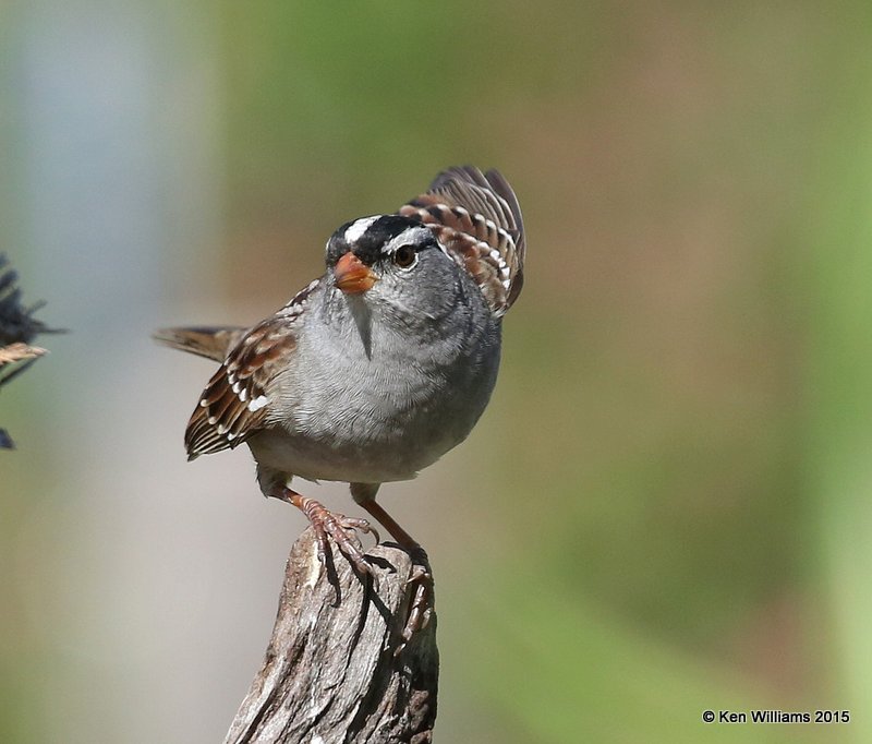 White-crowned Sparrow adult, Rogers Co yard, OK, 5-2-15, Jp_28235.jpg