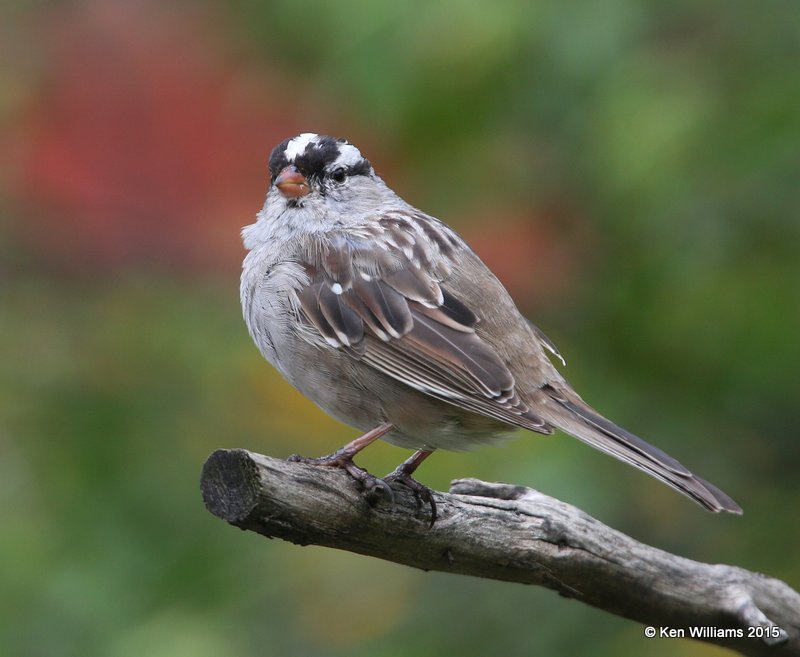 White-crowned Sparrow adult, Rogers Co. yard, OK, 4-14-15, Jpa_26244.jpg
