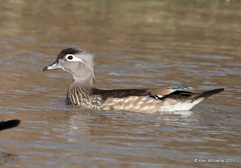 Wood Duck female, Nowata Co, OK, 3-24-15, Jpa_24855.jpg