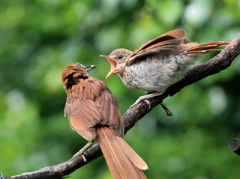 Brown Thrasher - juvenile, feeding time, Rogers Co, OK, 5-25-15, Jp8_31139.JPG