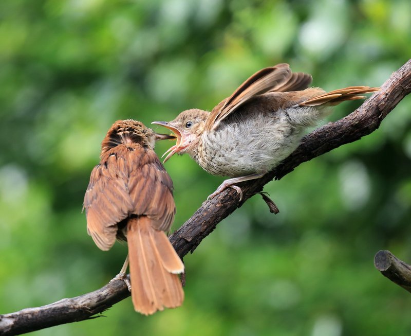 Brown Thrasher - juvenile, feeding time, Rogers Co, OK, 5-25-15, Jp8_31142.JPG