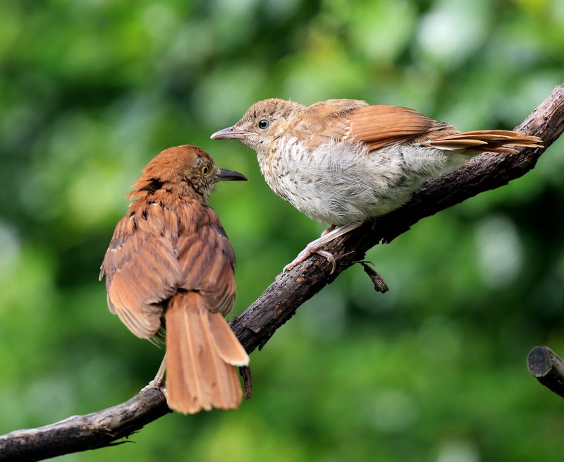 Brown Thrasher - juvenile, feeding time, Rogers Co, OK, 5-25-15, Jp8_31145.JPG