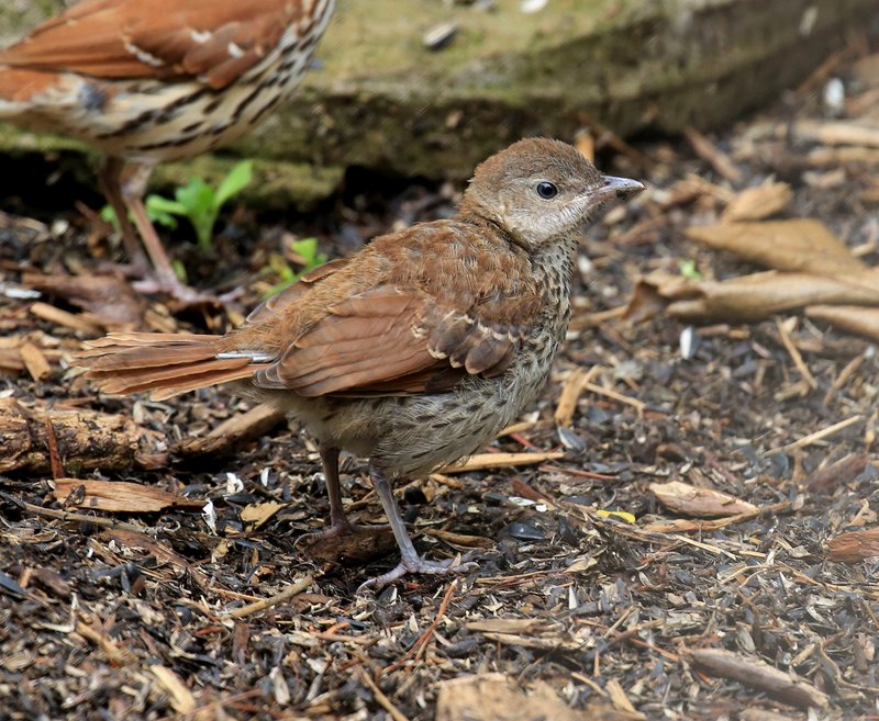 Brown Thrasher - juvenile, Rogers Co, OK, 5-25-15, Jp8_31107.JPG