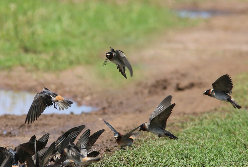 Cliff Swallow, Wagoner Co, OK, 5-7-15, Jp8_29230.JPG