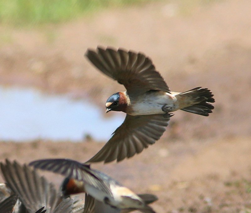 Cliff Swallow, Wagoner Co, OK, 5-7-15, Jp8_29232.JPG