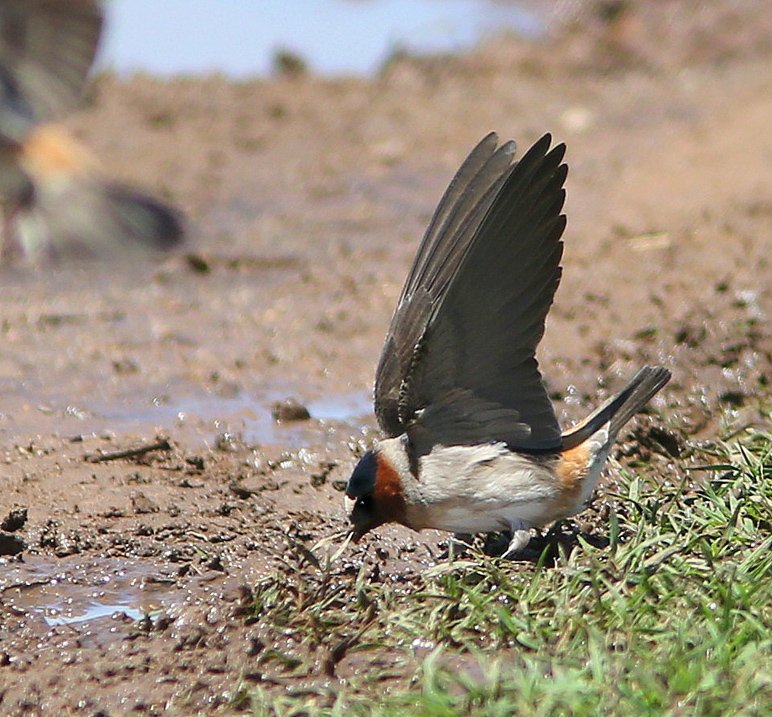 Cliff Swallow, Wagoner Co, OK, 5-7-15, Jp8_29236.JPG