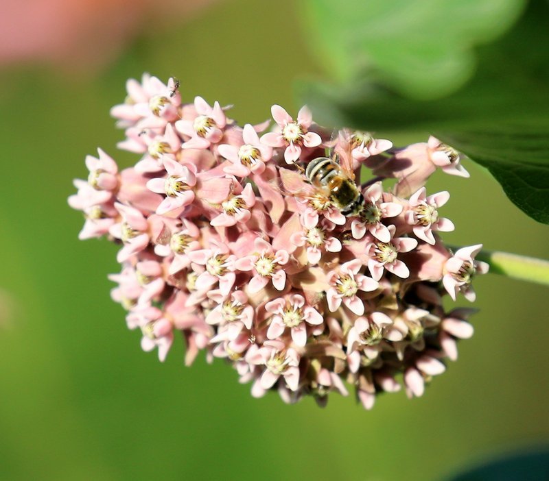 Common Milkweed, Rogers Co yard, OK, 6-9-15, Jp8_31711.JPG