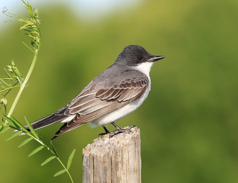 Eastern Kingbird