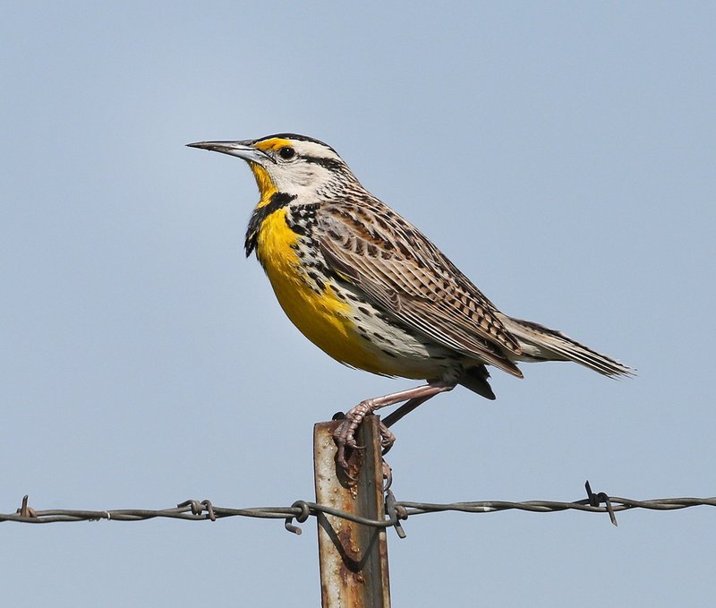Eastern Meadowlark, Tall Grass Prairie Preserve, Osage Co, OK, 5-1-15, Jp83_27693.JPG