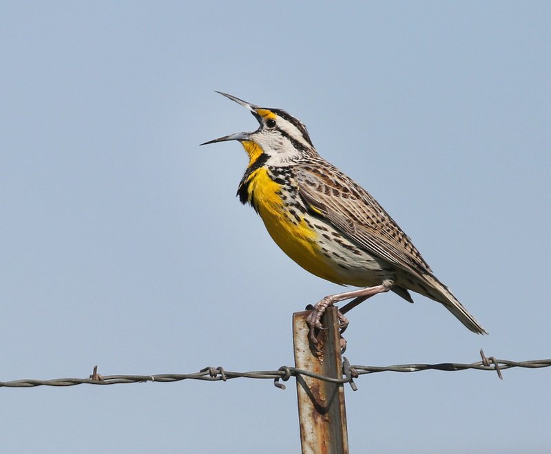 Eastern Meadowlark, Tallgrass Prairie Preserve, Osage Co, OK, 5-1-15, Jp8_27690.JPG