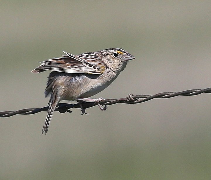 Grasshopper Sparrow, Tallgrass Prairie Preserve, Osage Co, OK, 5-1-15, Jp8_27733.JPG