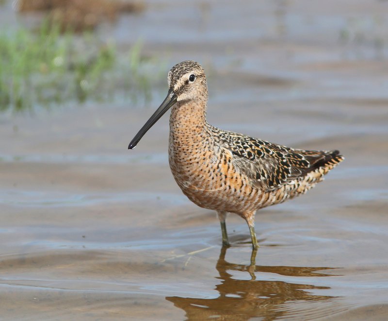 Long-billed Dowitcher - breeding plumage, Tulsa Co, OK, 5-7-15, Jp_29005.JPG