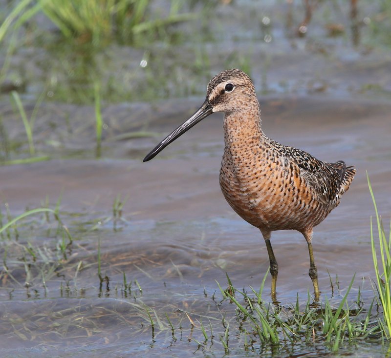 Long-billed Dowitcher - breeding plumage, Tulsa Co, OK, 5-7-15, Jp_29019.JPG