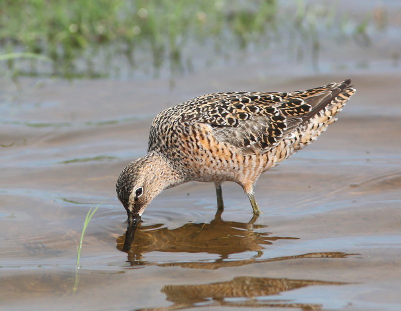 Long-billed Dowitcher - breeding plumage, Tulsa Co, OK, 5-7-15, Jpp_29006.JPG