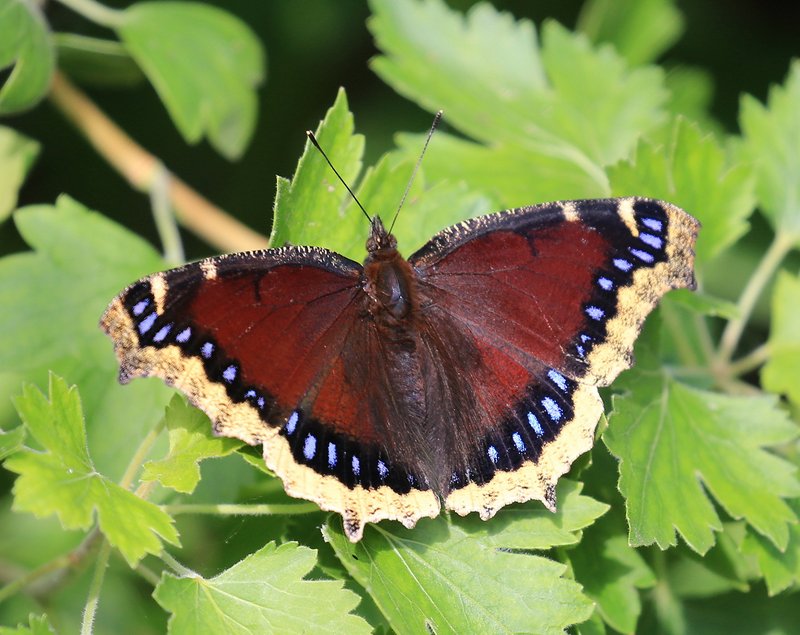 Mourning Cloak, Rogers Co, OK, 6-2-15, Jp_31187.JPG