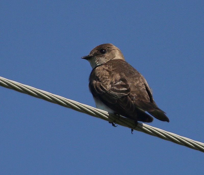 Northern Rough-winged Swallow, Tulsa Co, OK, 4-29-15, Jp8_26872.JPG
