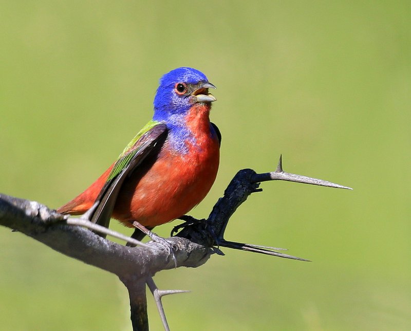 Painted Bunting male, Tulsa Co, OK, 5-12-15, Jp_29806.JPG