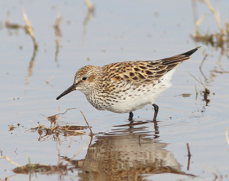 White-rumped Sandpiper breeding plumage, Tulsa Co, OK, 5-7-15, Jp8_28652.JPG