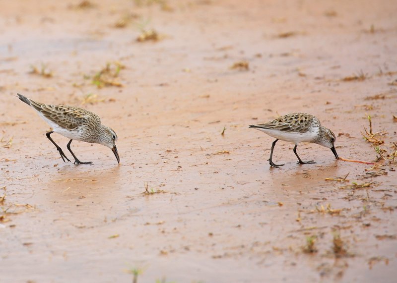 Semipalmated & White-rumped Sandpipers, Tulsa Co, OK, 5-14-15, Jp_30720.JPG