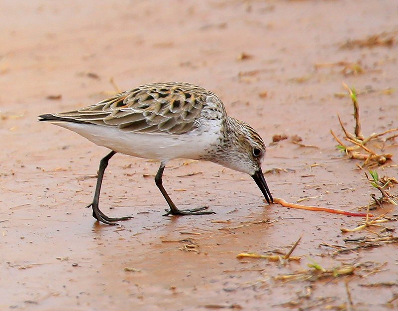 Semipalmated Sandpiper, Tulsa Co, OK, 5-14-15, Jp_30720.JPG