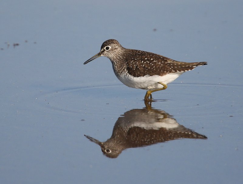 Solitary Sandpiper, Tulsa Co, OK, 4-29-15, Jp_26611.JPG