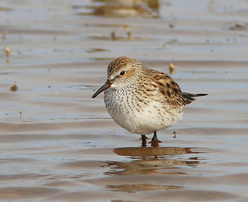 White-rumped Sandpiper breeding plumage, Tulsa Co, OK, 5-7-15, Jp8_28417.JPG
