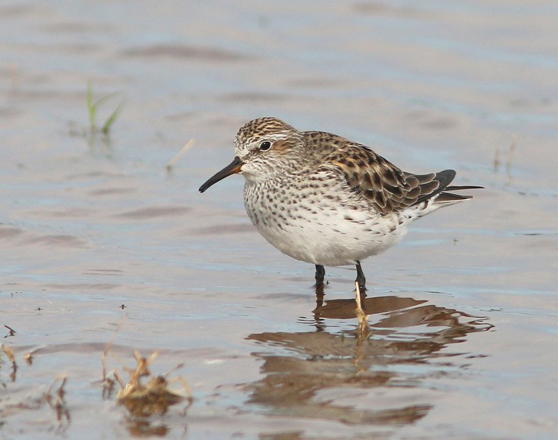 White-rumped Sandpiper breeding plumage, Tulsa Co, OK, 5-7-15, Jp8_28648.JPG