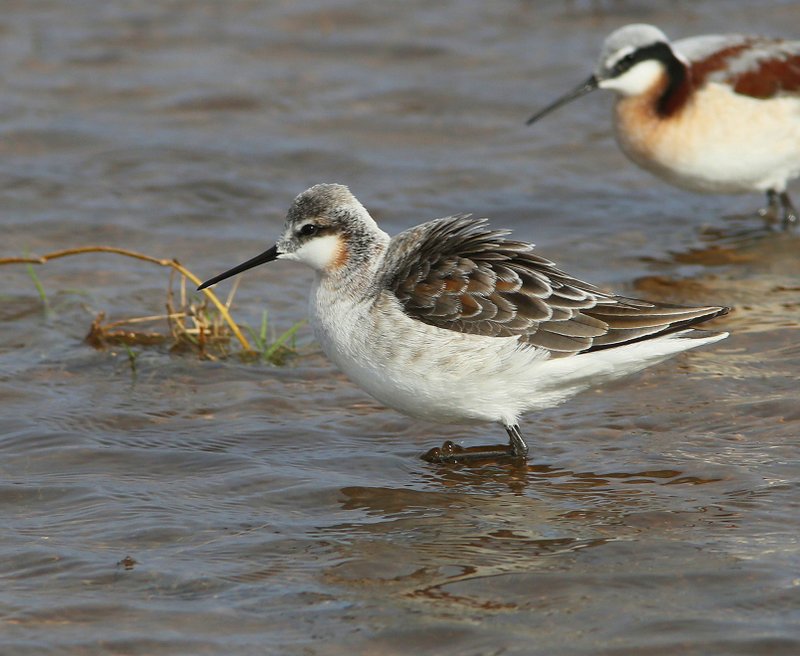 Wilson's Phalarope male, Tulsa Co, OK, 5-7-15, Jp8_28483.JPG
