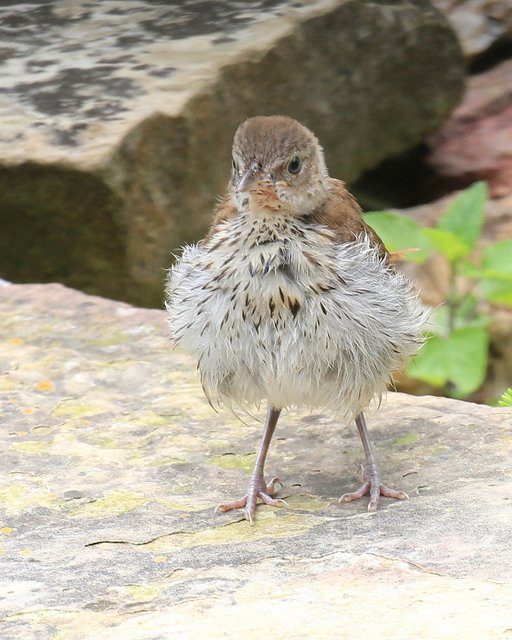 Brown Thrasher - juvenile, Rogers Co, OK, 5-25-15, Jp8_31114.jpg