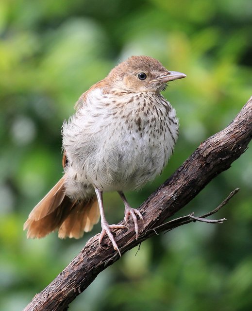 Brown Thrasher - juvenile, Rogers Co, OK, 5-25-15, Jp8_31136.jpg