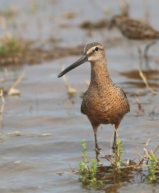 Long-billed Dowitcher - breeding plumage, Tulsa Co, OK, 5-7-15, Jp_28927.jpg