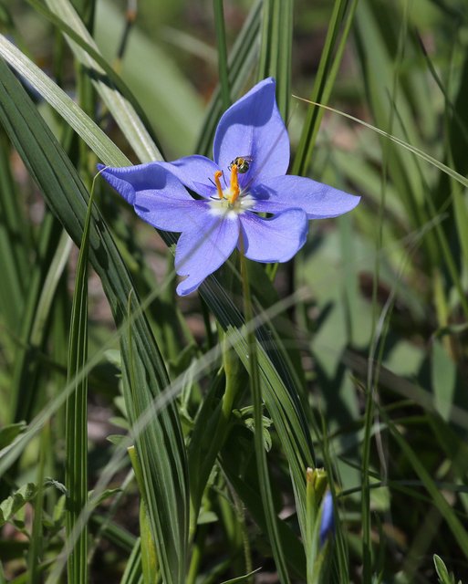 Prairie Iris, Nemastylis geminiflora, Tallgrass Prairie Preserve, Osage Co, OK, 5-1-15, Jp8_27796.jpg