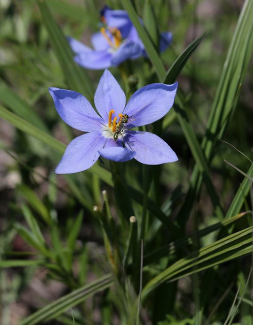 Prairie Iris, Nemastylis geminiflora, Tallgrass Prairie Preserve, Osage Co, OK, 5-1-15, Jp8_27798.jpg