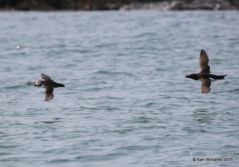 Atlantic Puffin being chased by a Razorbill, Machias Seal Island, ME, 7-12-15, Jpa 2336.JPG