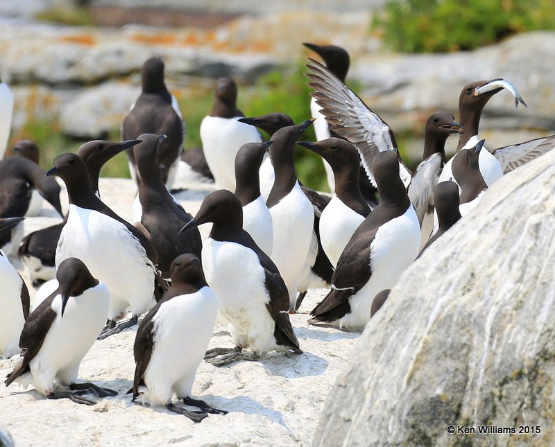 Common Murre, Machias Seal Island, ME, 7-12-15, Jpa_2001.JPG