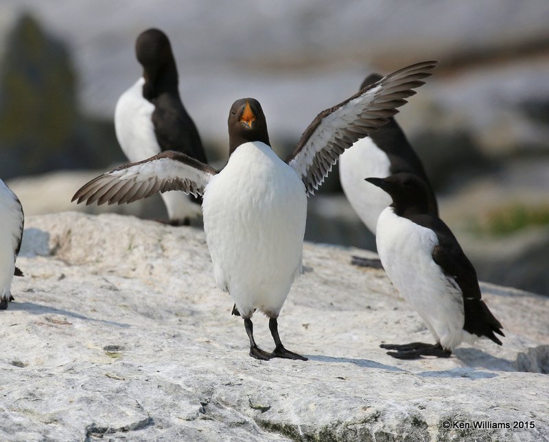 Common Murre, Machias Seal Island, ME, 7-12-15, Jpa_1666.jpg