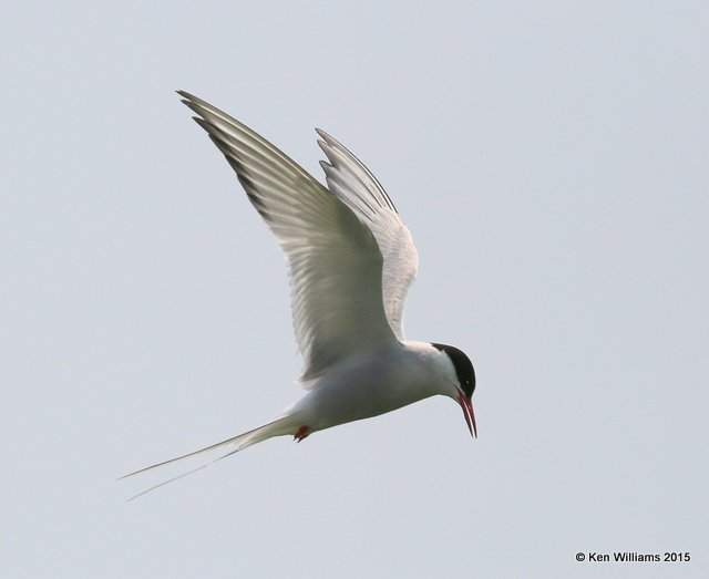 Arctic Tern, Machias Seal Island, ME, 7-12-15, Jpa_2103.jpg