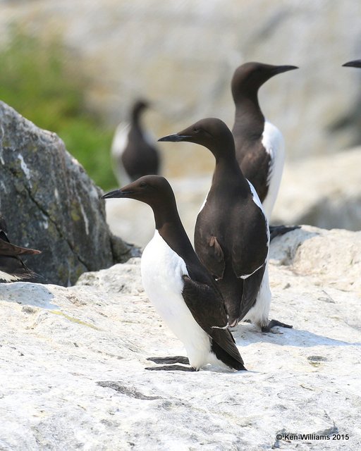 Common Murres, Machias Seal Island, ME, 7-12-15, Jpa_2009.jpg