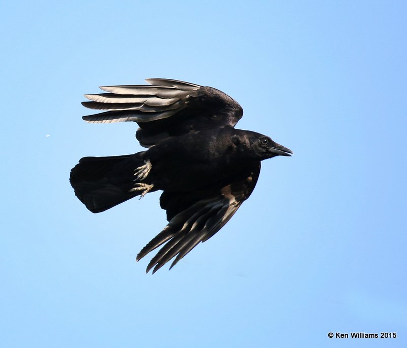 American Crow, Calais, ME, 7-10-15, Jpa_9981.JPG