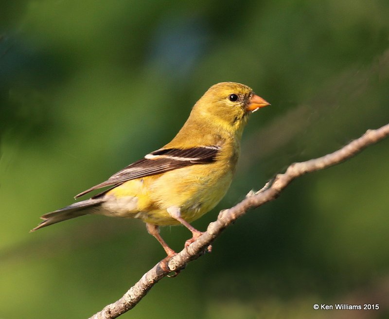 American Goldfinch, Calais, ME, 7-11-15, Jpa_0243.JPG